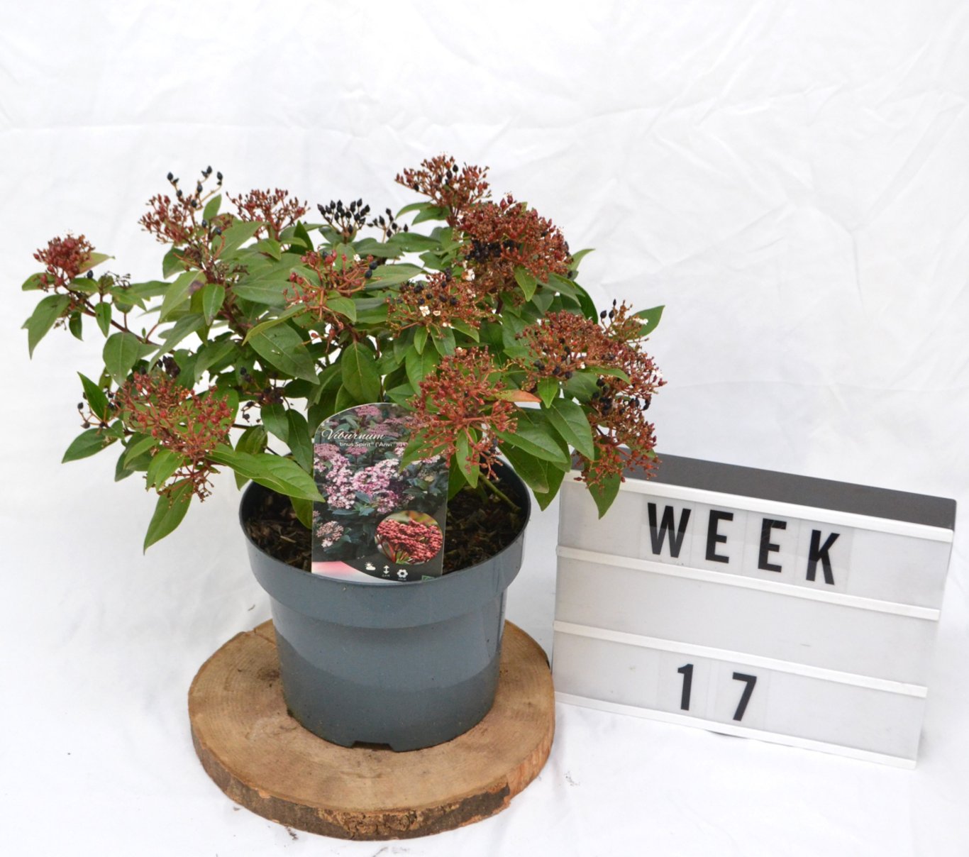 Viburnum tin. 'Spirit' - C5 40-50 CM